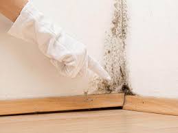 Why You Should Choose Our Mold Remediation Services in Plainedge, NY